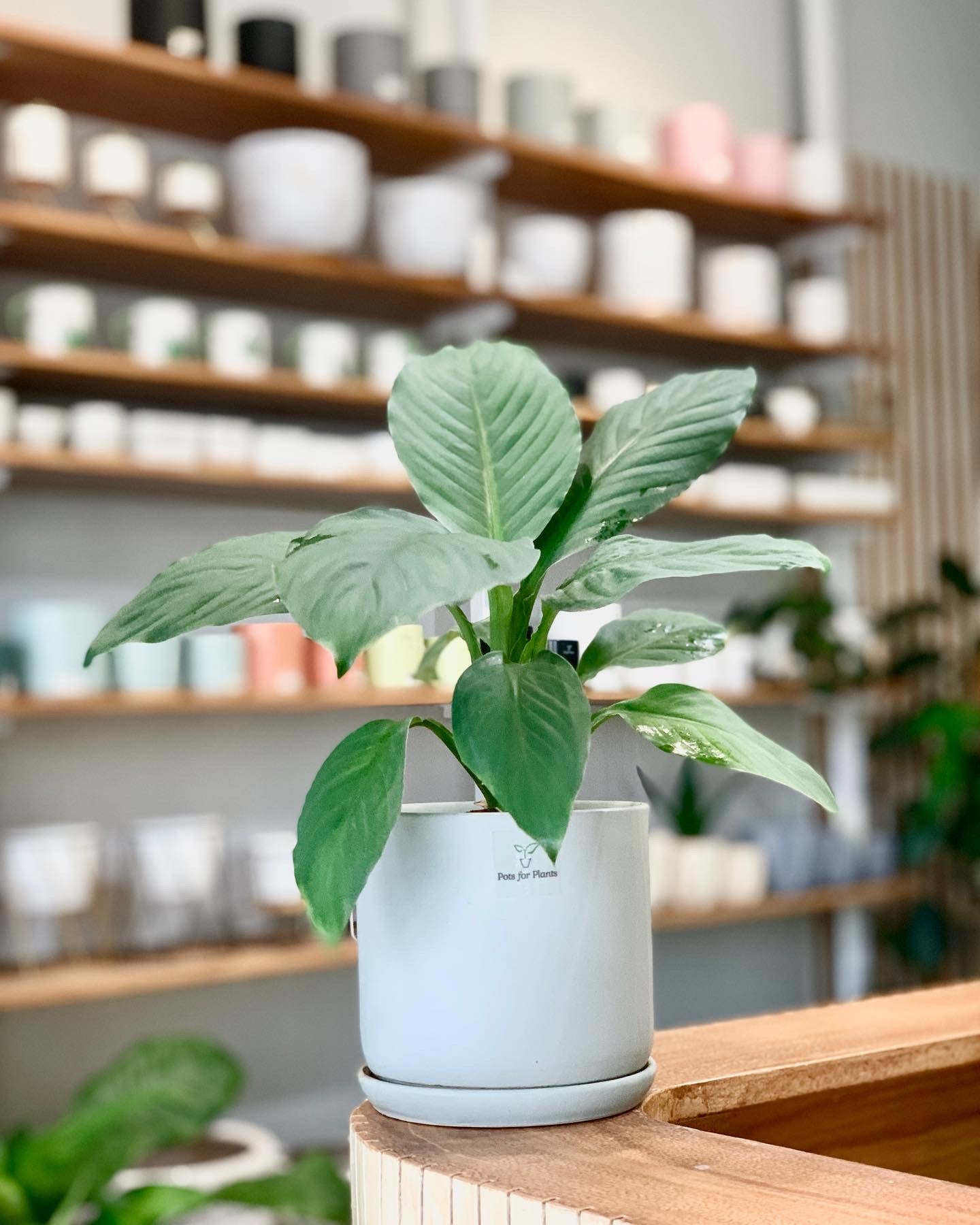 pots for plants ph Potted Sensation plant – Pots For Plants