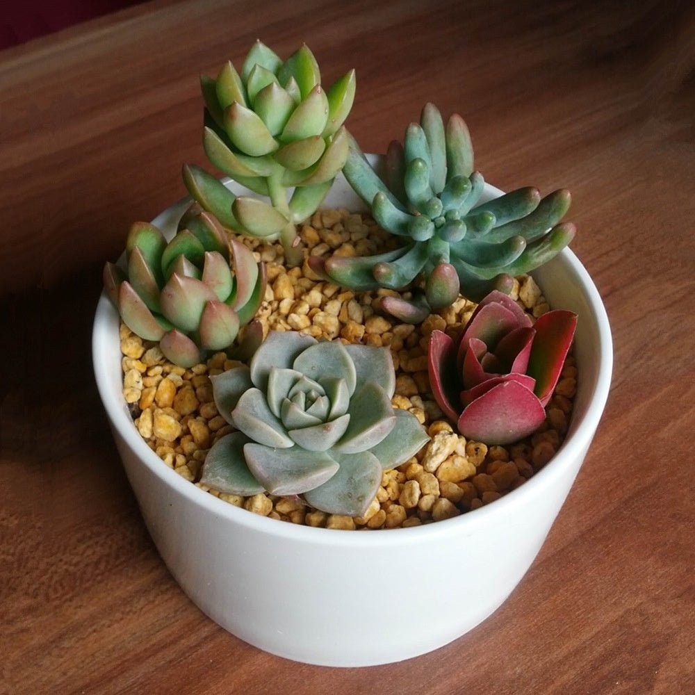 PP12 Short Wide Porcelain Succulent Desk Pot - Pots For Plants