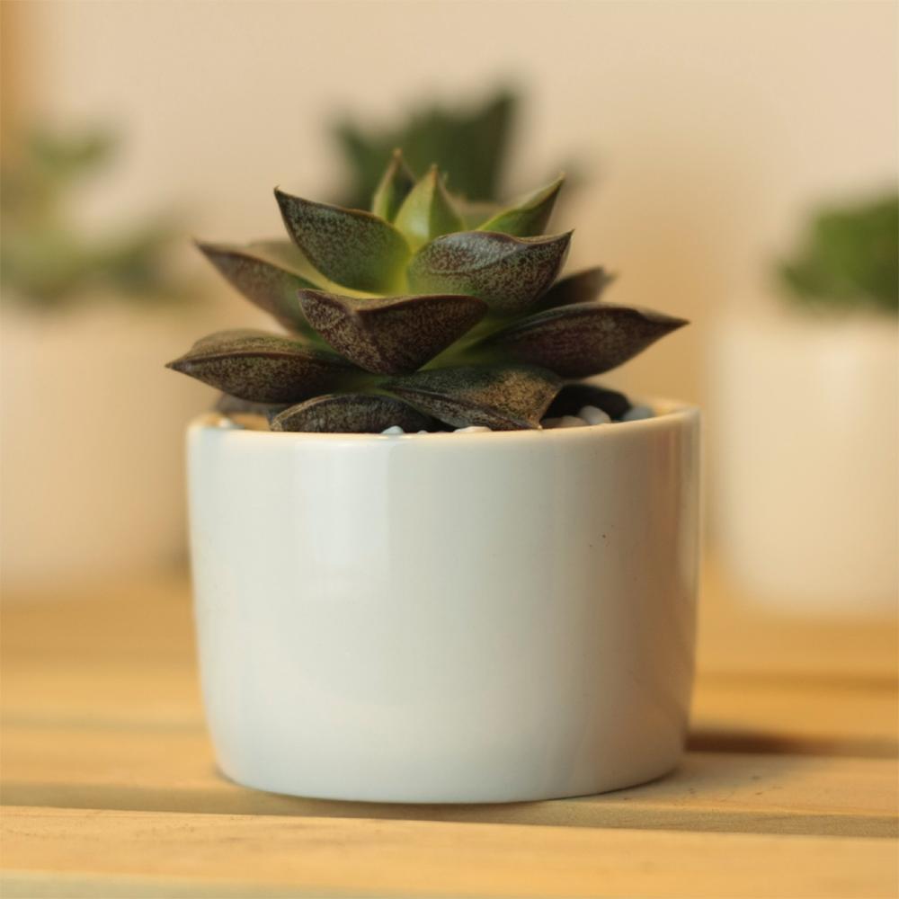 PP13 Token Size Cylinder Succulent Pot - Pots For Plants