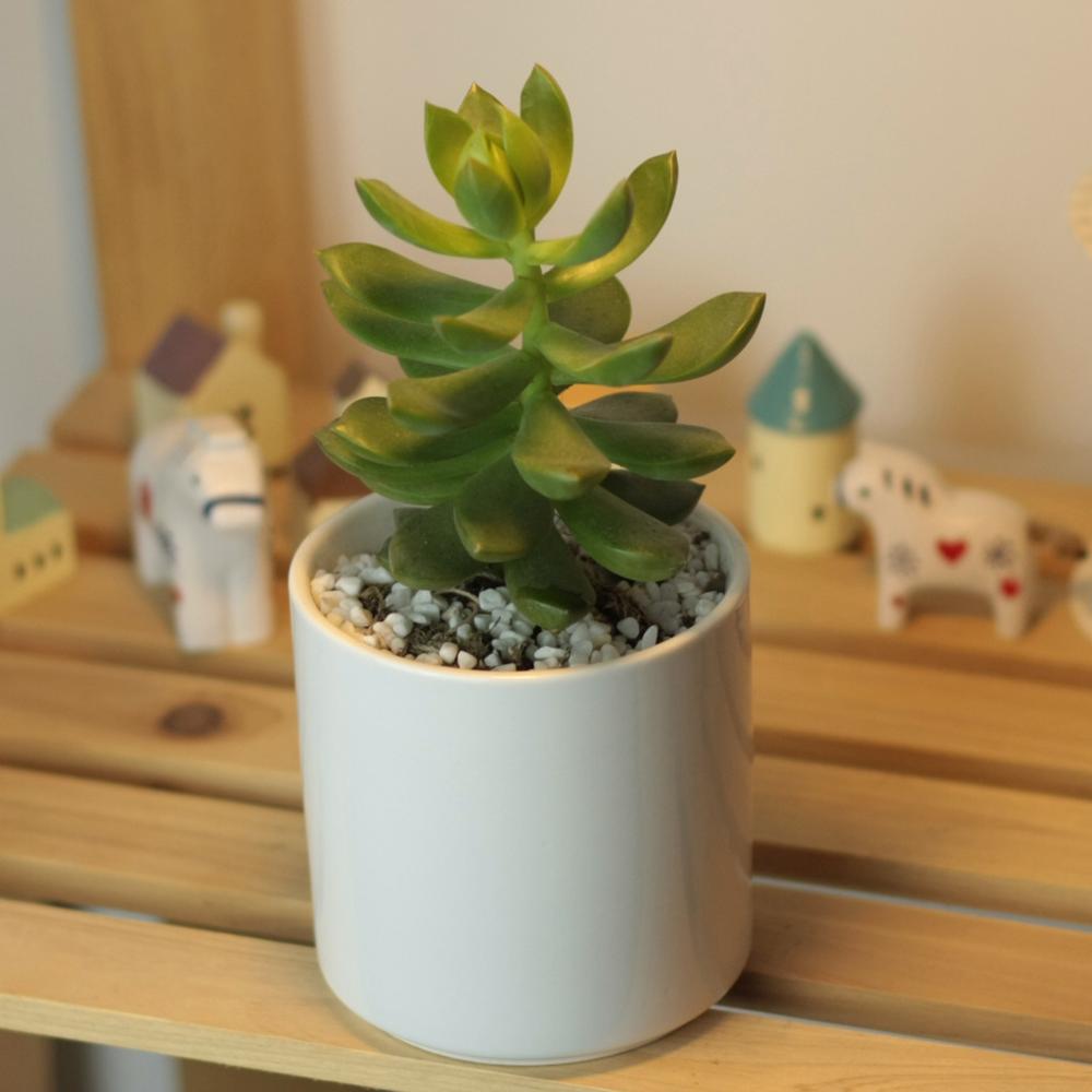 PP18 Cylinder Porcelain Desk Pot - Pots For Plants
