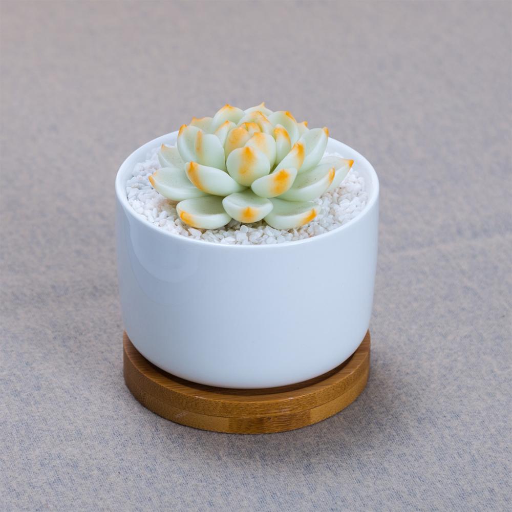 PP265 Short Porcelain Pot with Bamboo Catchplate - Pots For Plants