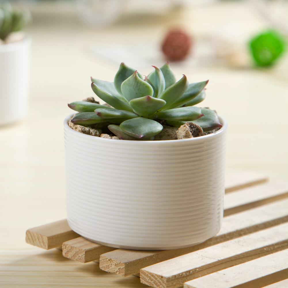 PP44 Textured Lines Cylinder Porcelain Desk Pot - Pots For Plants