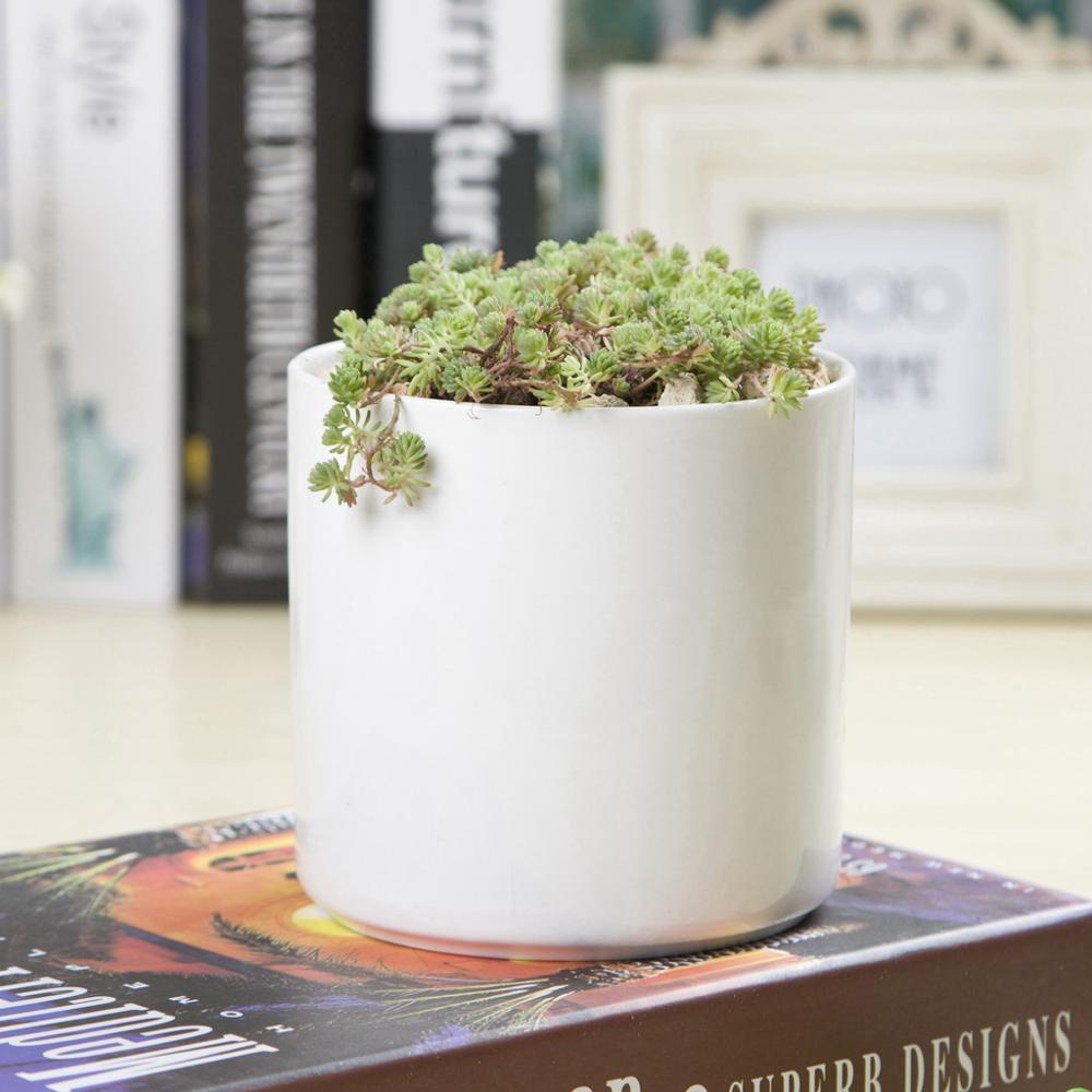 PP6 Cylinder Porcelain Succulent Desk Pot - Pots For Plants