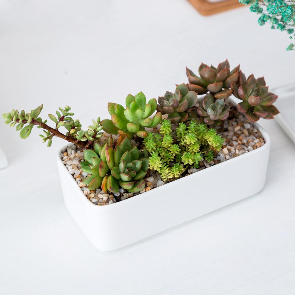 Rectangle Succulent Pot - Pots For Plants