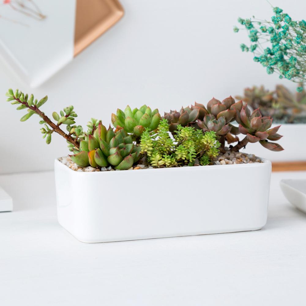 Rectangle Succulent Pot - Pots For Plants
