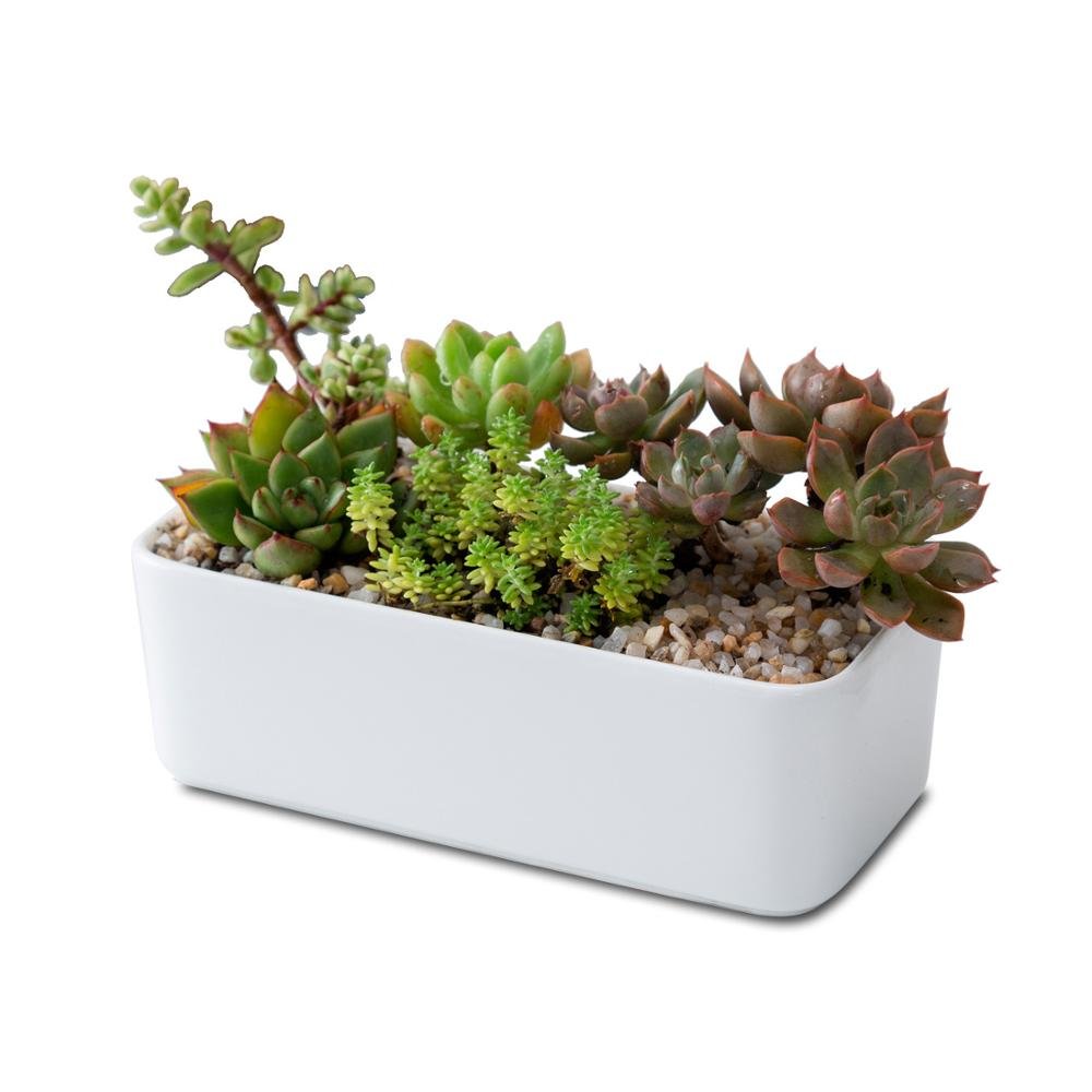 rectangle pots for succulents Rectangle Porcelain Ceramic Succulent Desk Pot – Pots For Plants