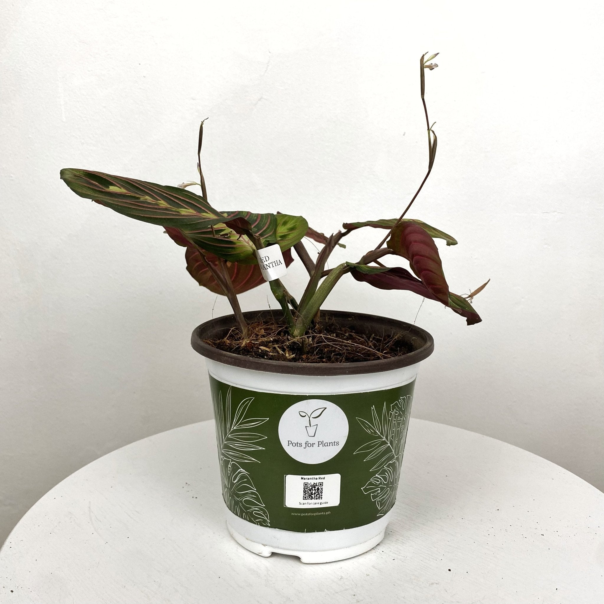 prayer plant ph Red Veined Prayer Plant (Marantha Red) – Pots For Plants