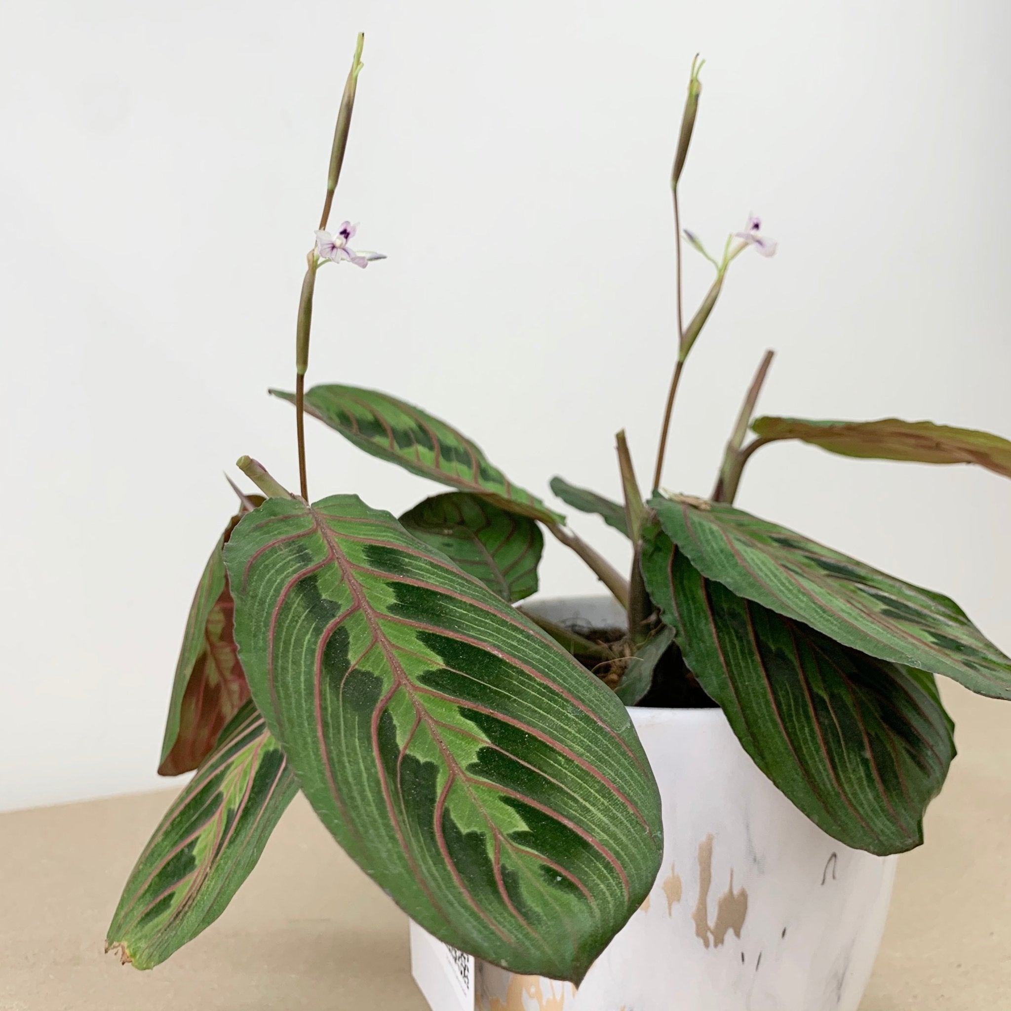 Terrarium veined maranta Red veined prayer plant