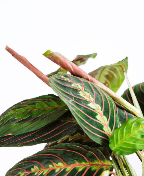 Red Veined Prayer Plant (Marantha Red) - Pots For Plants