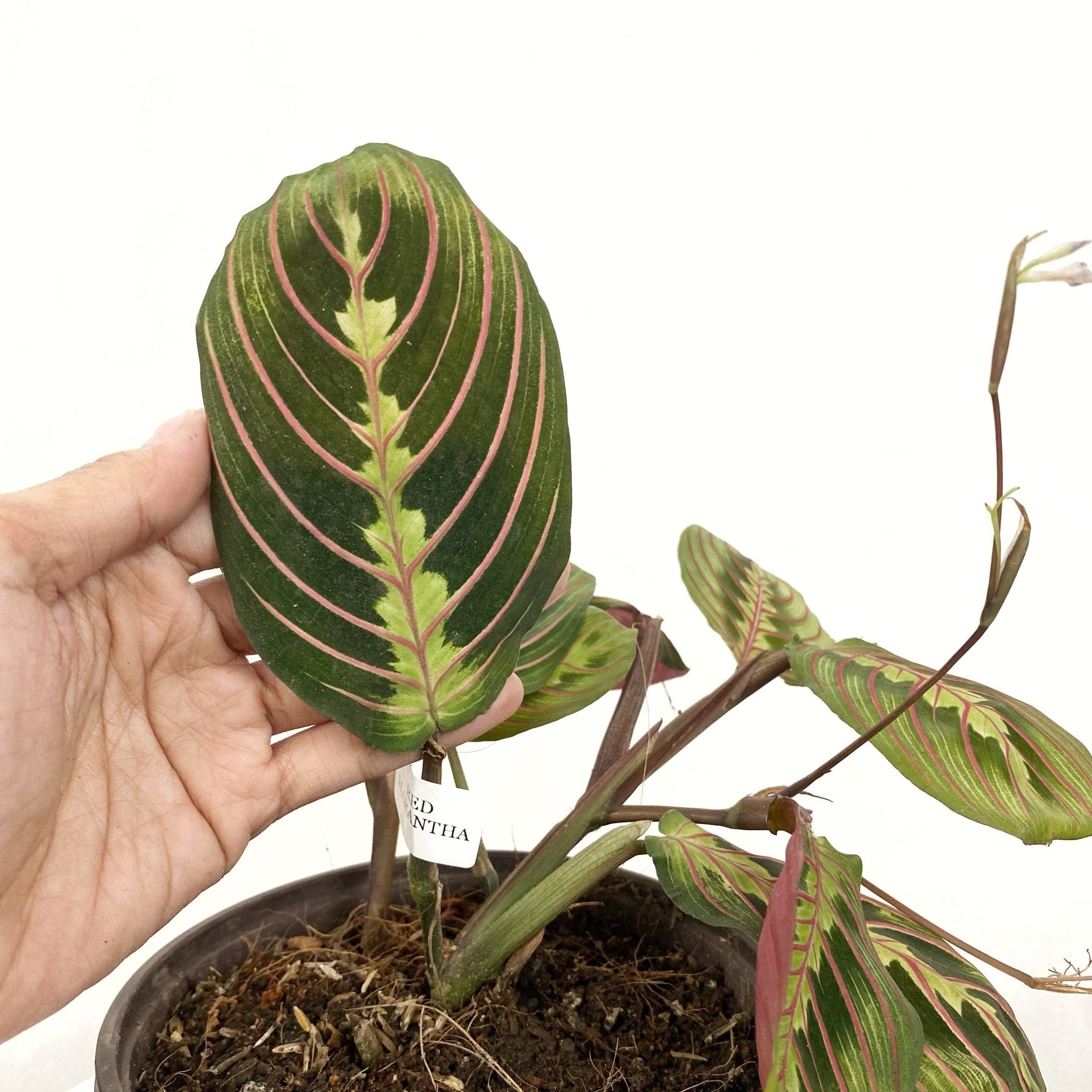 prayer plant philippines Red Veined Prayer Plant (Marantha Red) – Pots For Plants