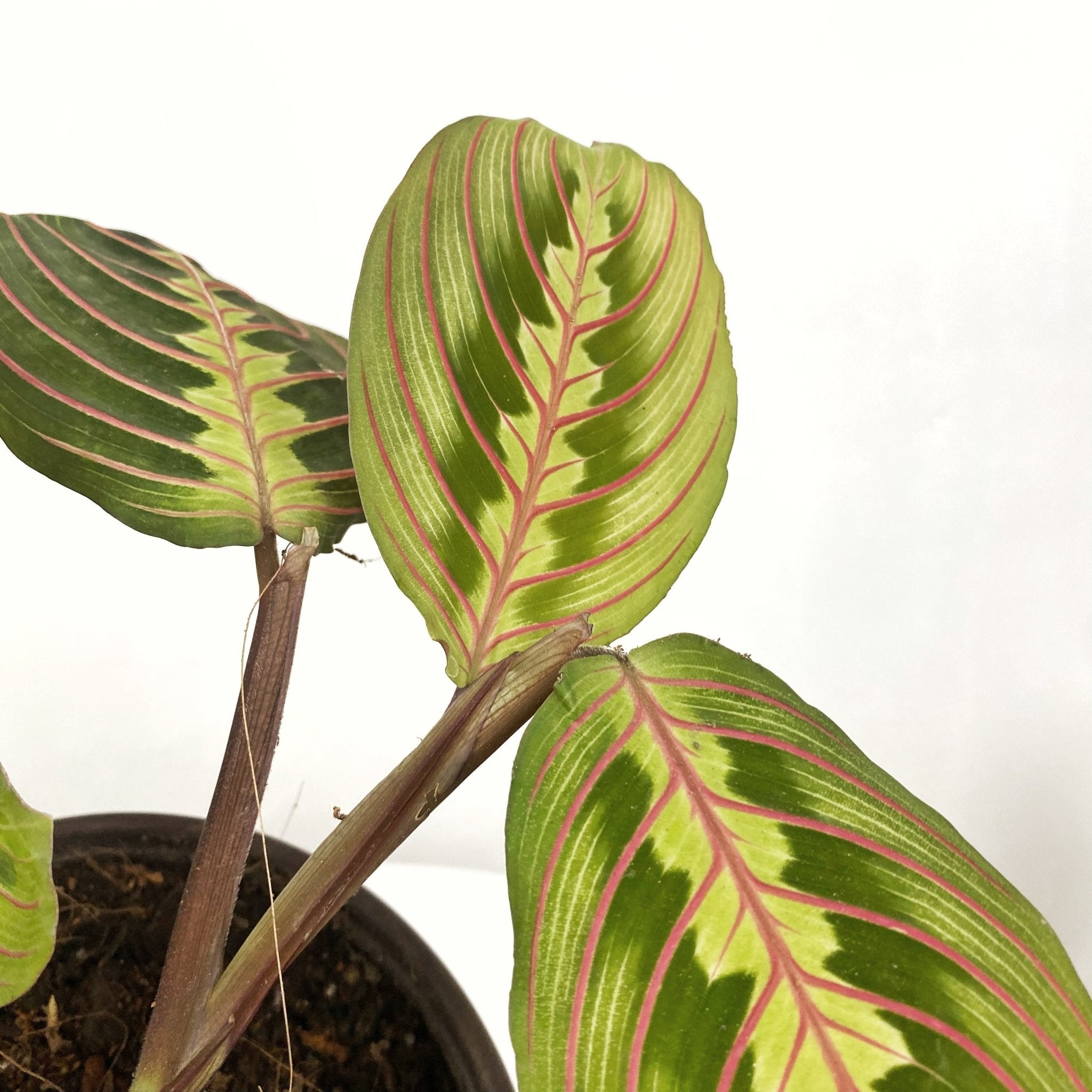 Red Veined Prayer Plant (Marantha Red) - Pots For Plants