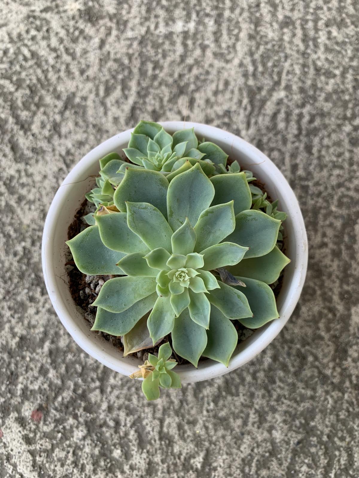rose cabbage succulent care Rose Cabbage (Echeveria imbricata) Succulent – Pots For Plants