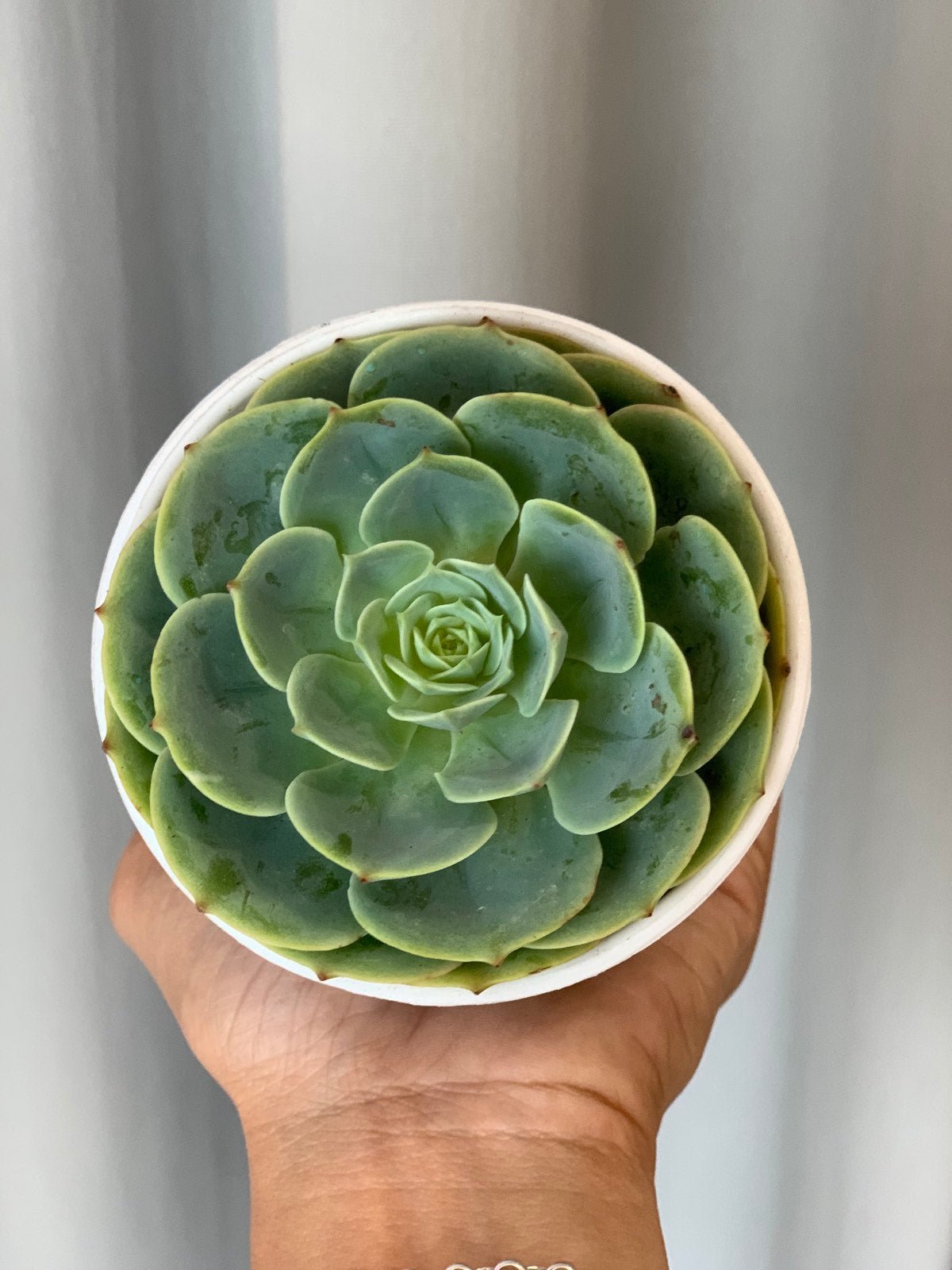rose cabbage succulent care Rose Cabbage (Echeveria imbricata) Succulent – Pots For Plants