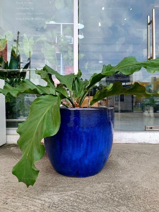 Round Blue Vietnam Earthenware Ceramic Planter - Pots For Plants