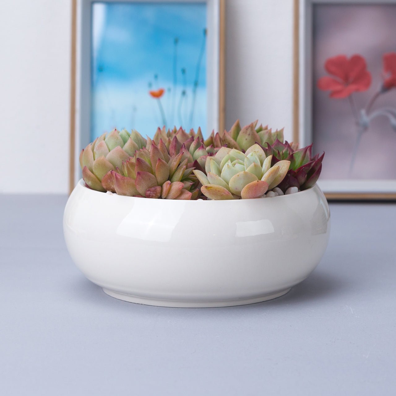 Round Concave Porcelain Ceramic Dish Pot - Pots For Plants