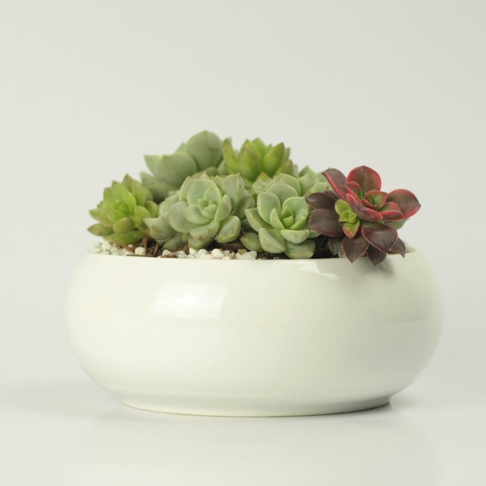 Round Concave Porcelain Ceramic Dish Pot - Pots For Plants