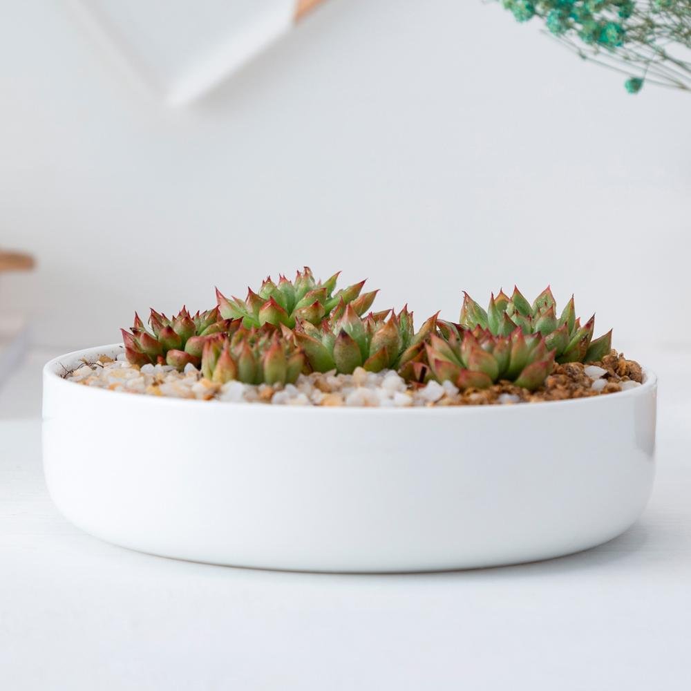Round Porcelain Succulent Bonsai Dish - Pots For Plants