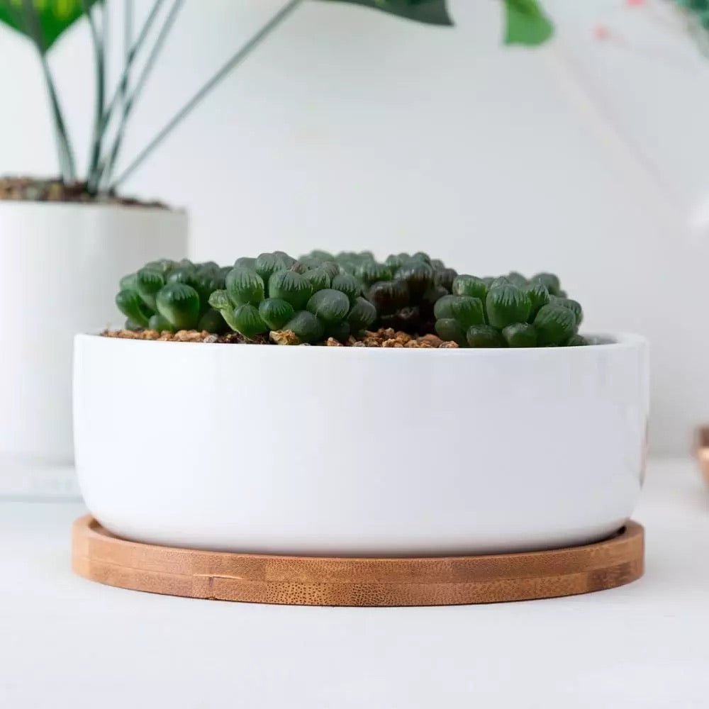 Round Succulent Dish with Bamboo Saucer - Pots For Plants