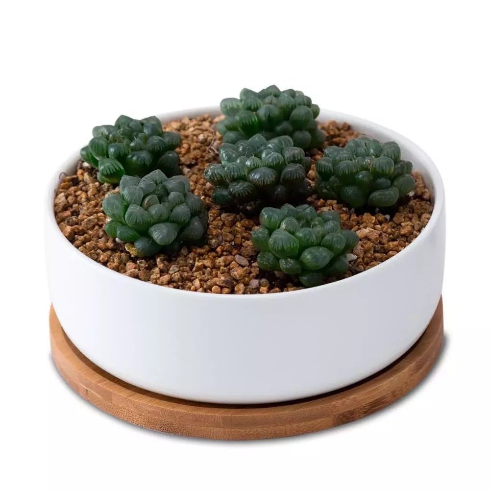 small round succulent Round Succulent Dish with Bamboo Saucer – Pots For Plants