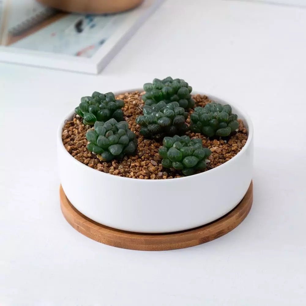 Round Succulent Dish with Bamboo Saucer - Pots For Plants