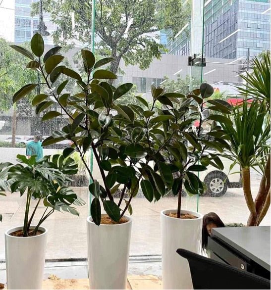 rubber tree pot Rubber Tree Dark Burgundy – Pots For Plants