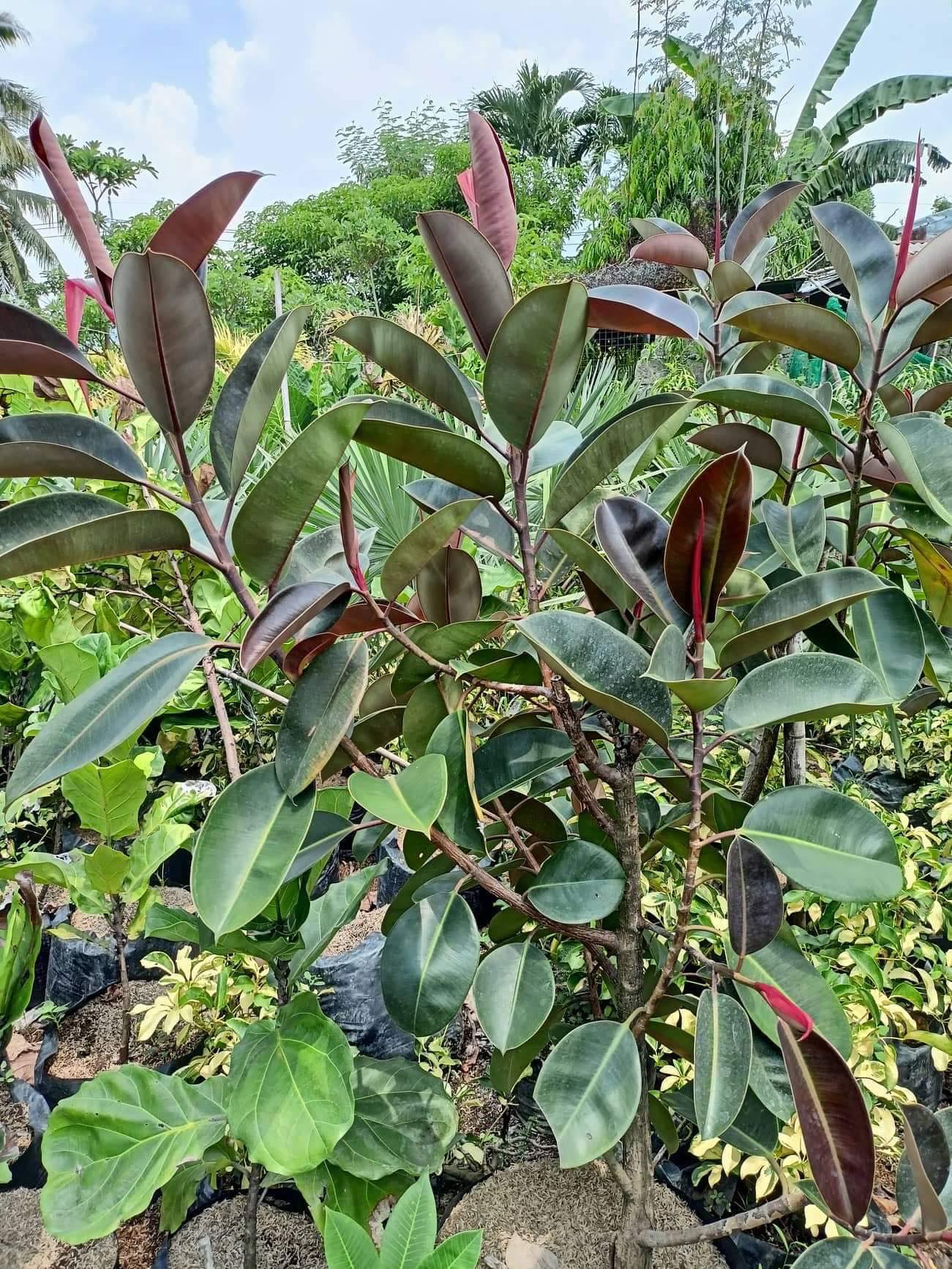 price of rubber tree in the philippines Rubber Tree Dark Burgundy – Pots For Plants