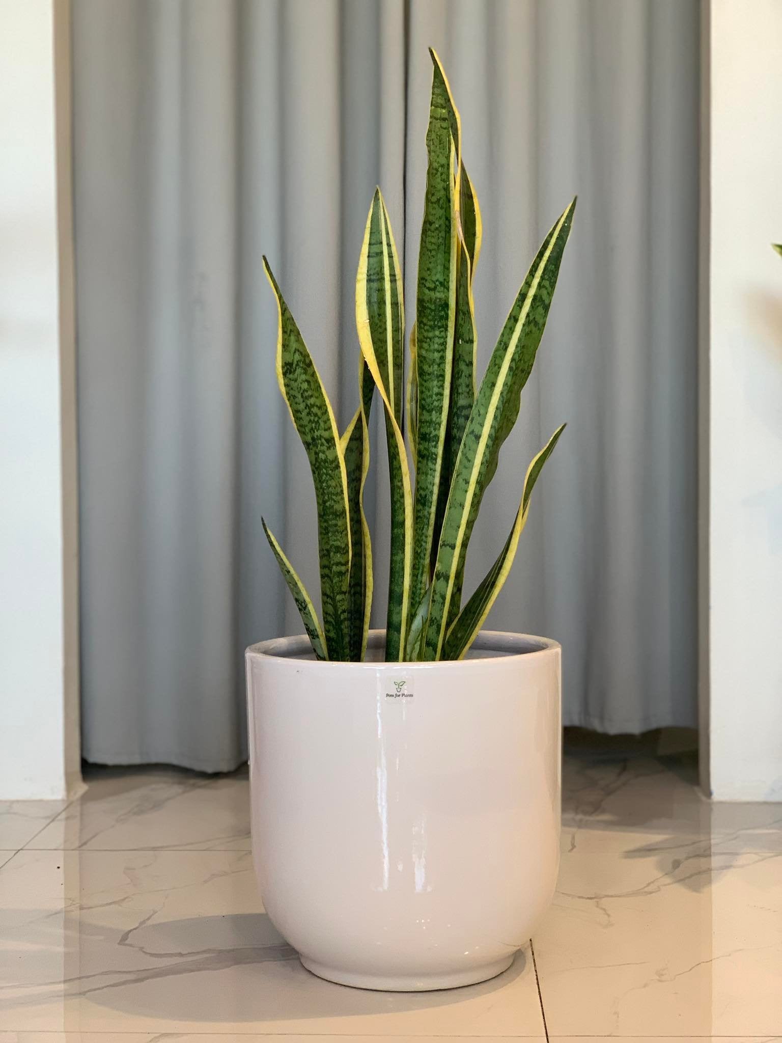 Sanseviera Laurentii - Pots For Plants