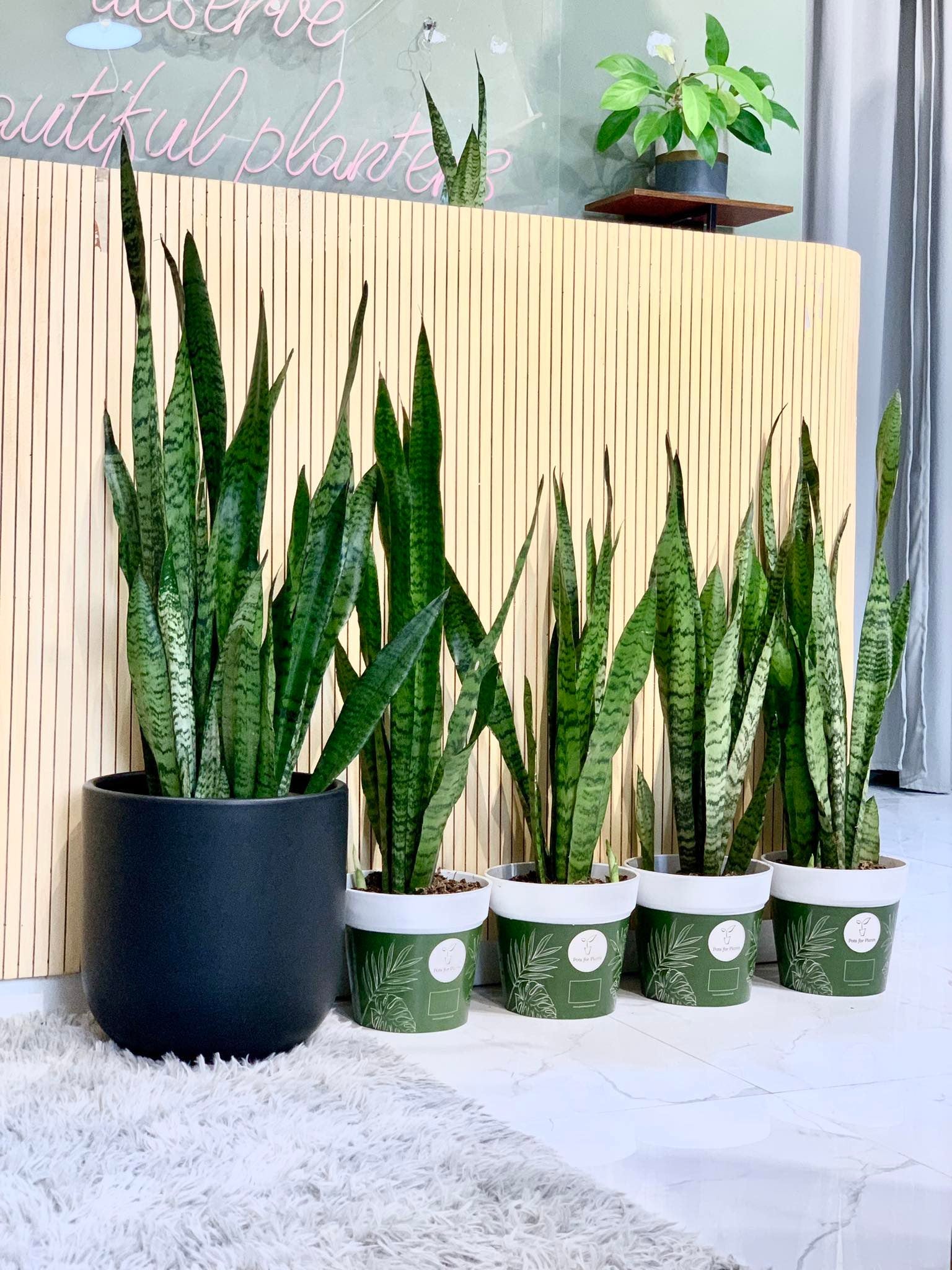 Sanseviera Zeylanica - Pots For Plants