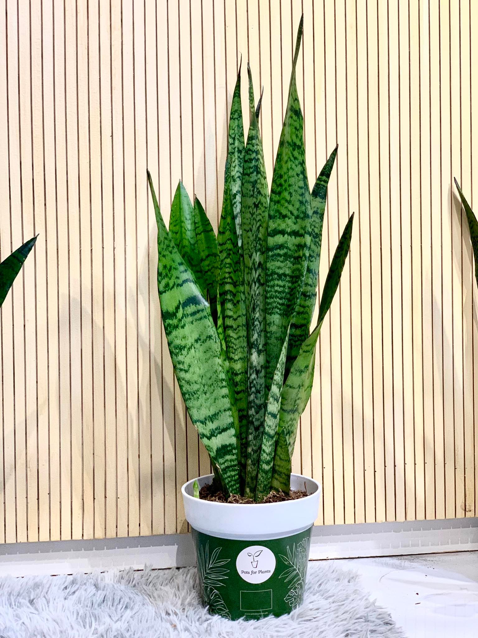 Sanseviera Zeylanica - Pots For Plants