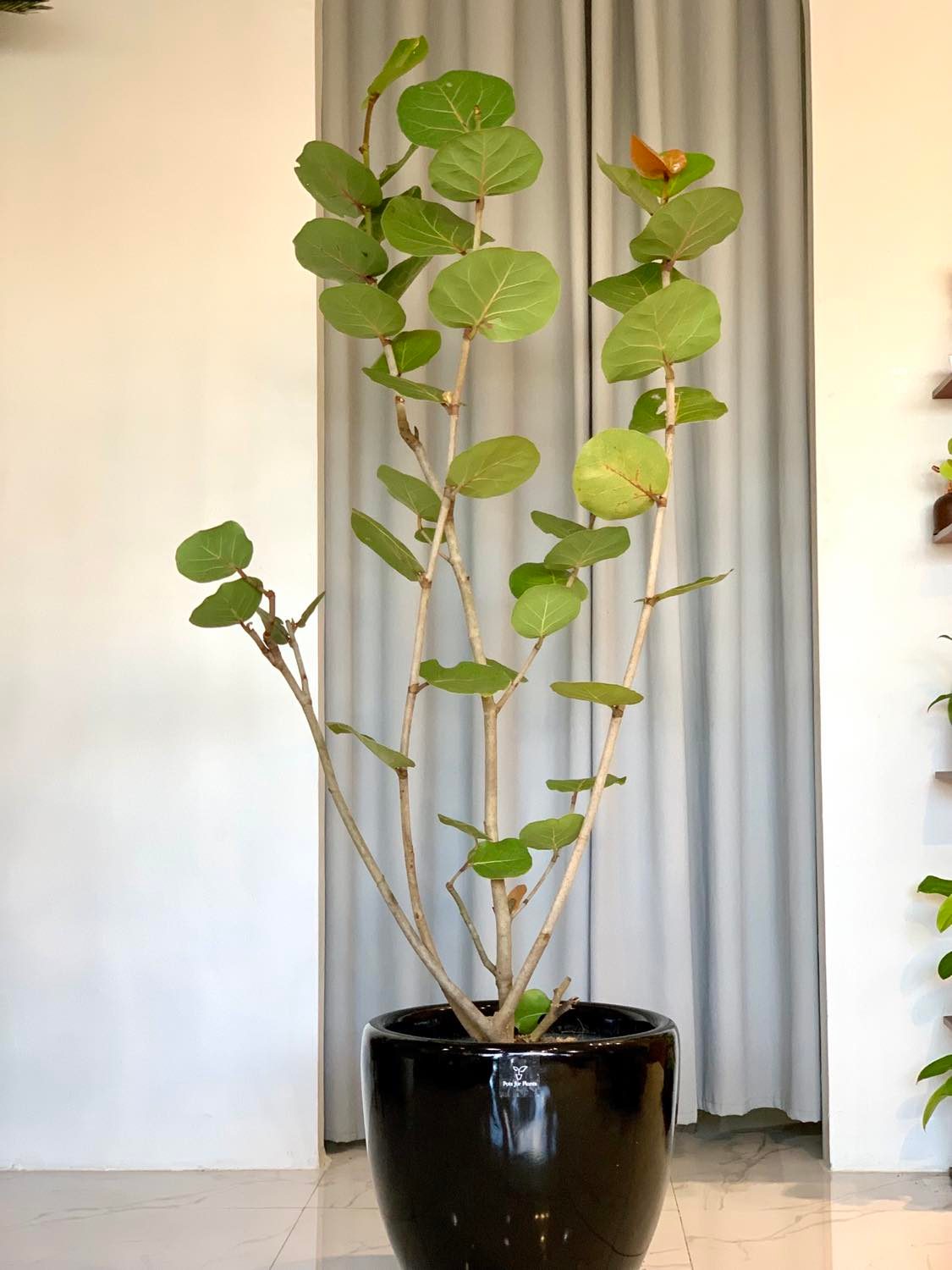 sea grape plant indoor Sea Grapes Tree – Pots For Plants