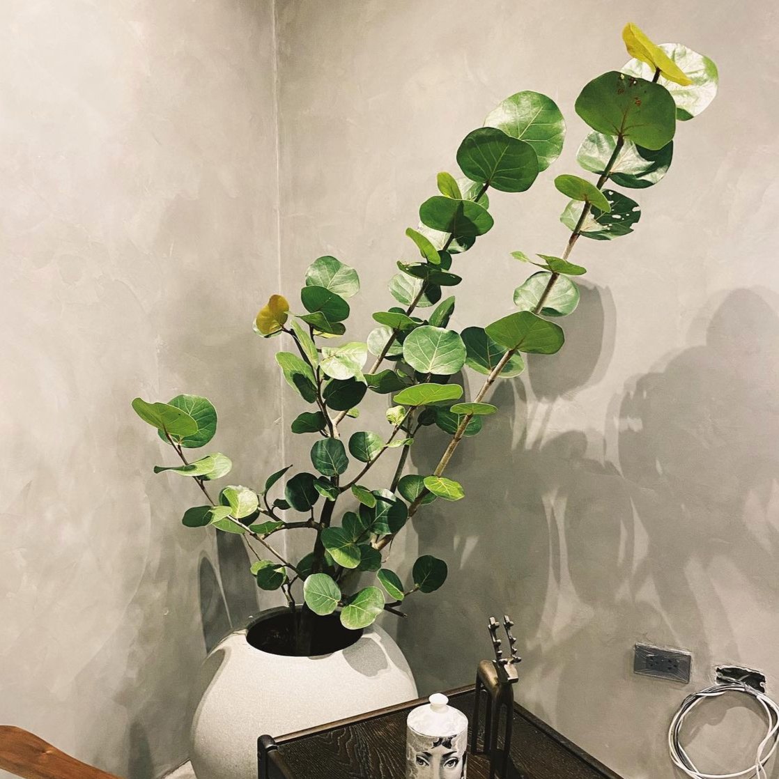 potted sea grape plant Sea Grapes Tree – Pots For Plants