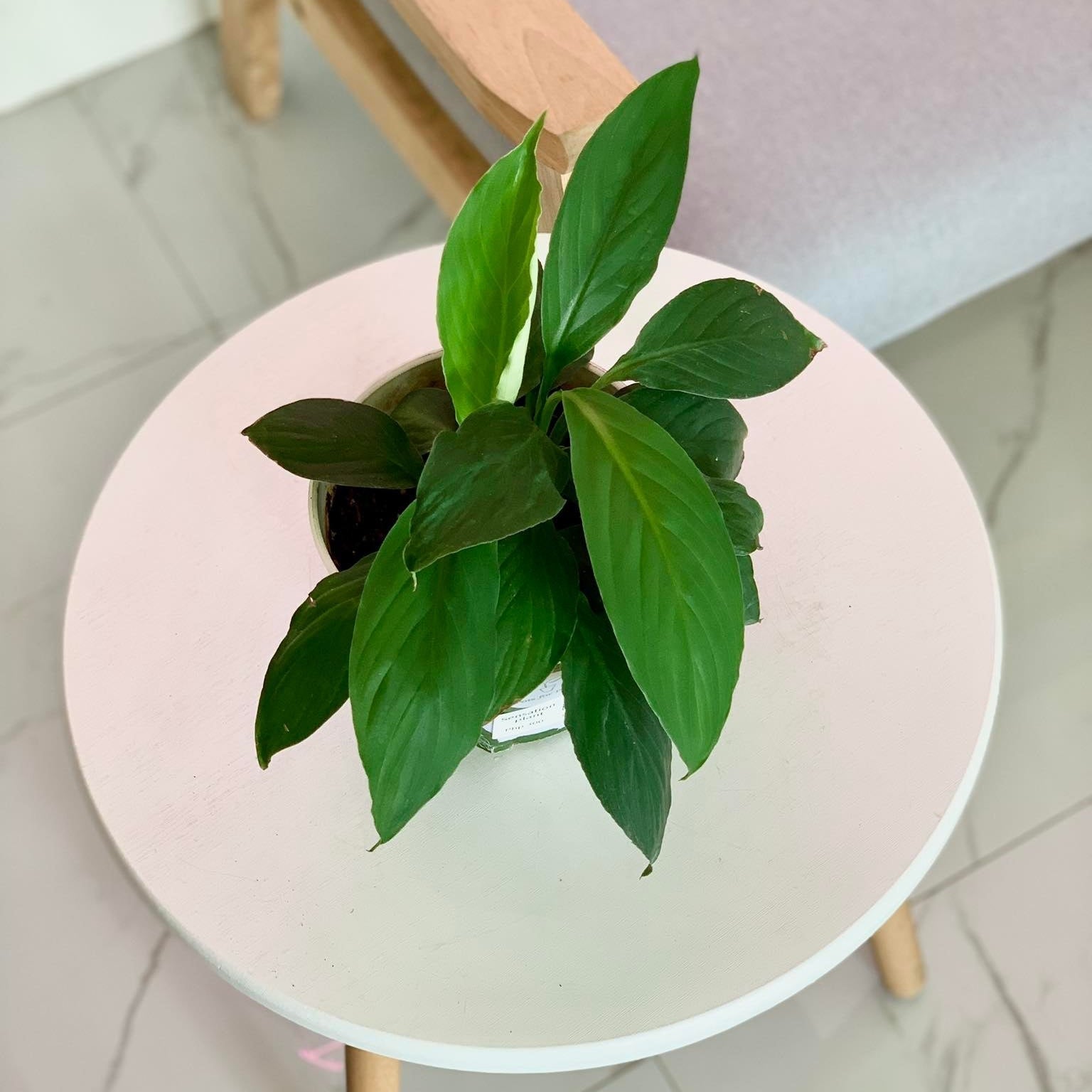 sensation plant indoor Peace Lily Sensation Plant