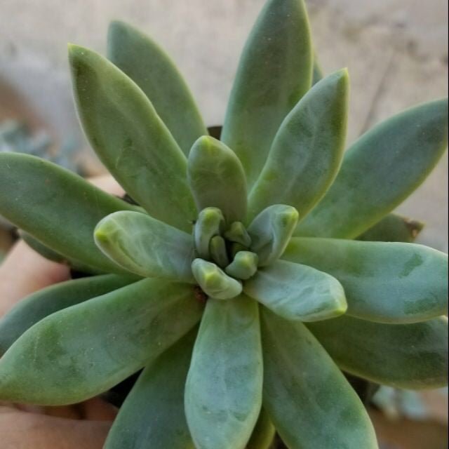 shooting star succulent Shooting Star Succulent (Dodecatheon alpinum) – Pots For Plants