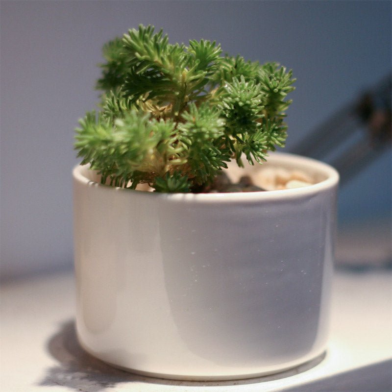 Short Cylinder Porcelain Succulent Desk Pot - Pots For Plants