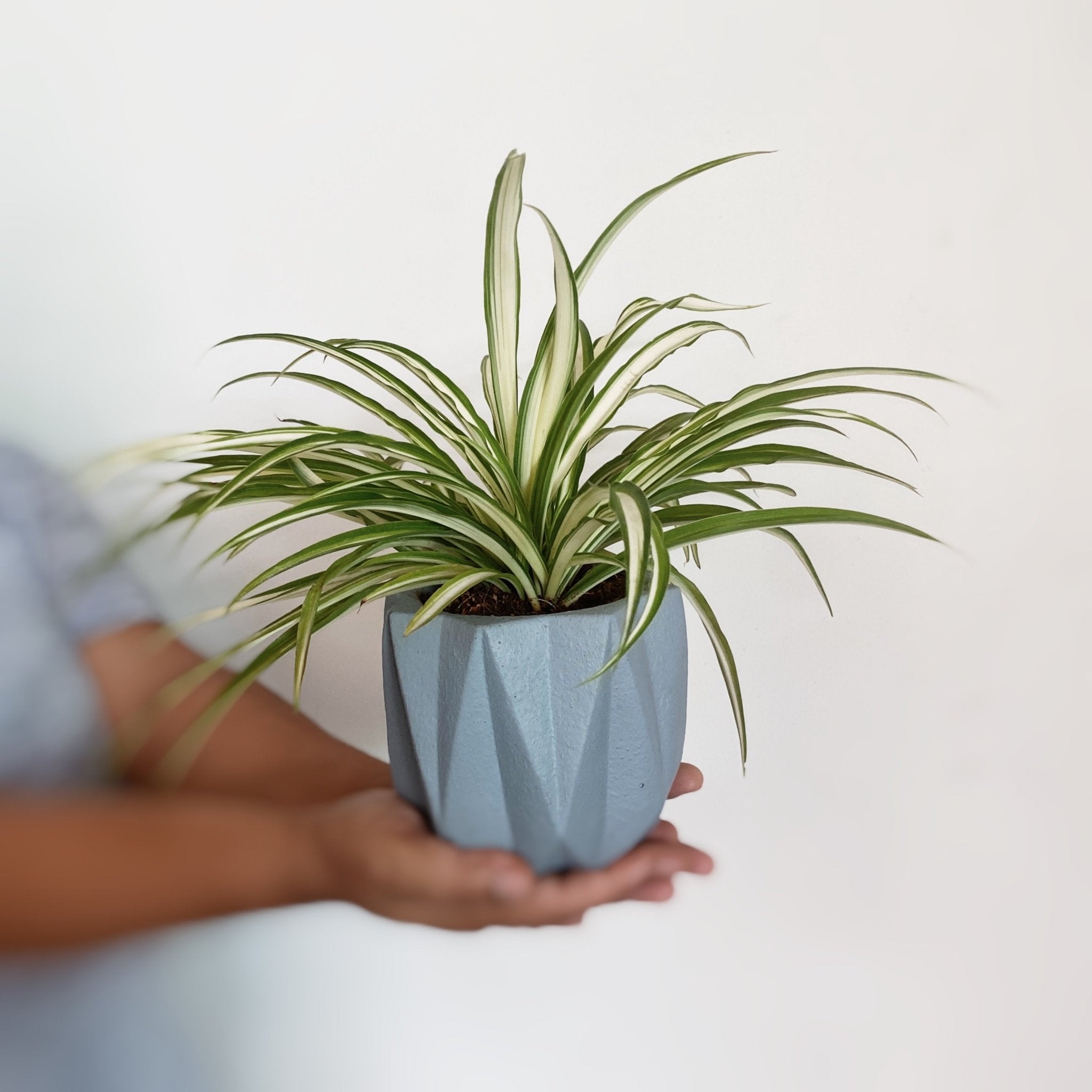 Spider Plant - Pots For Plants