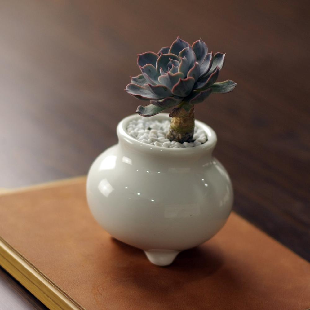 Succulent Zen Porcelain Pot - Pots For Plants