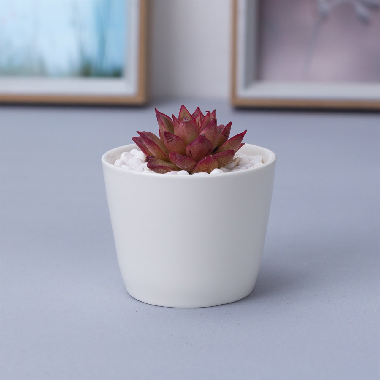 Token Size Cone Shaped Porcelain Ceramic Desk Pot - Pots For Plants