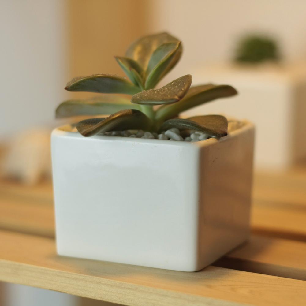 Token Size Square Porcelain Succulent Desk Pot PP8 - Pots For Plants
