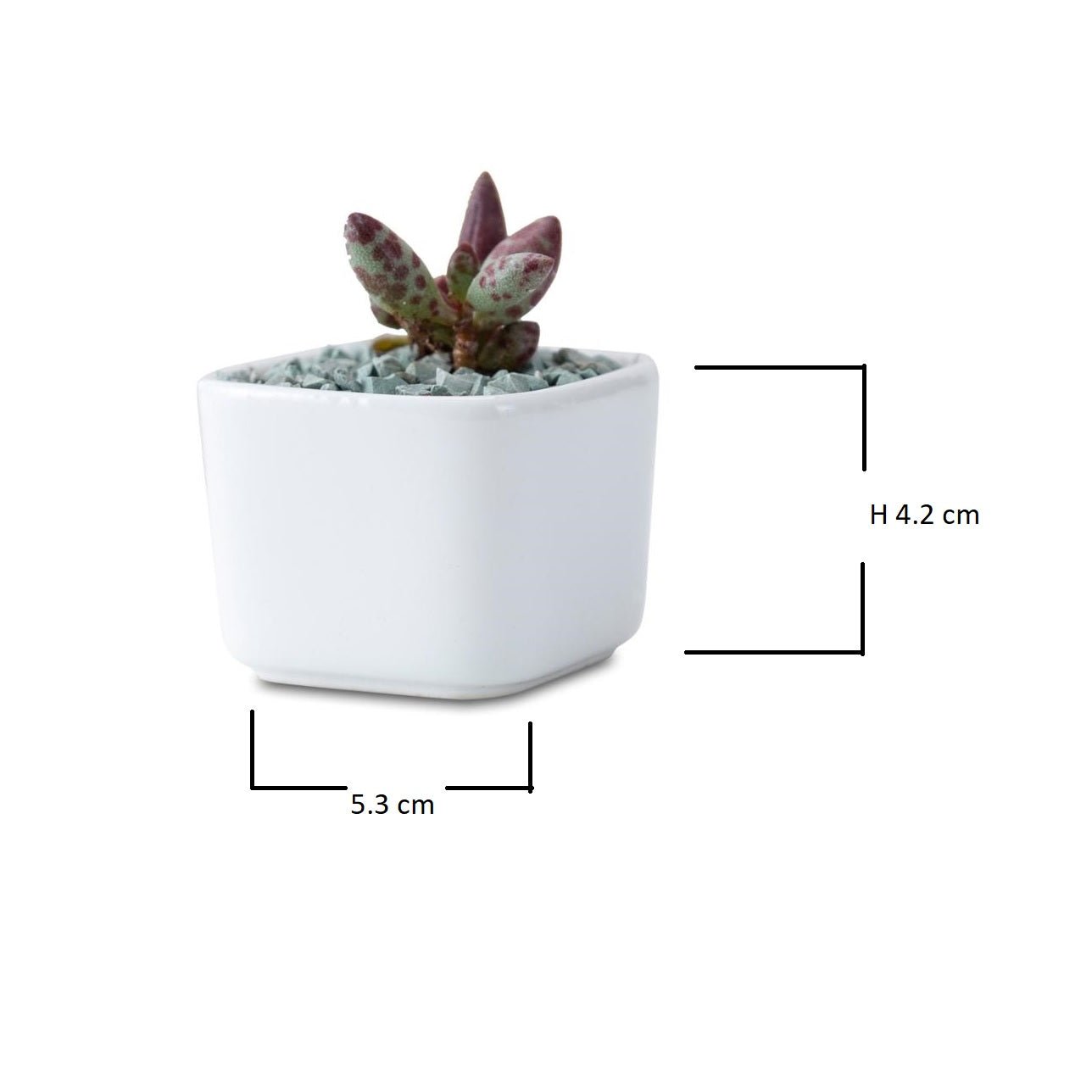 Token Size Square Succulent Porcelain Pot - Pots For Plants