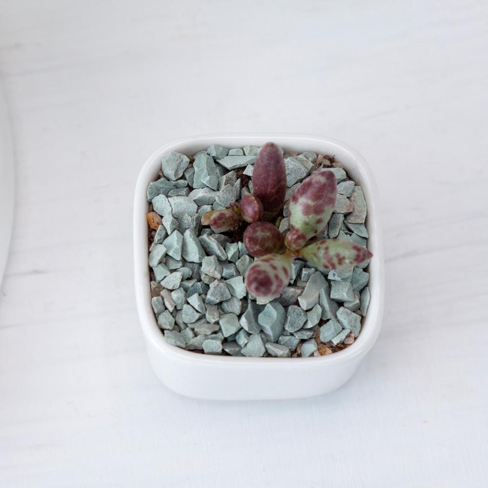 Token Size Square Succulent Porcelain Pot - Pots For Plants
