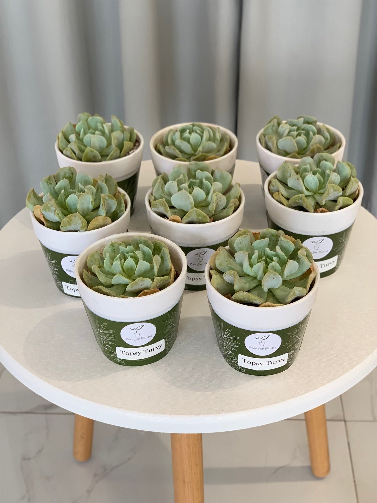 Topsy Turvy Succulent - Pots For Plants