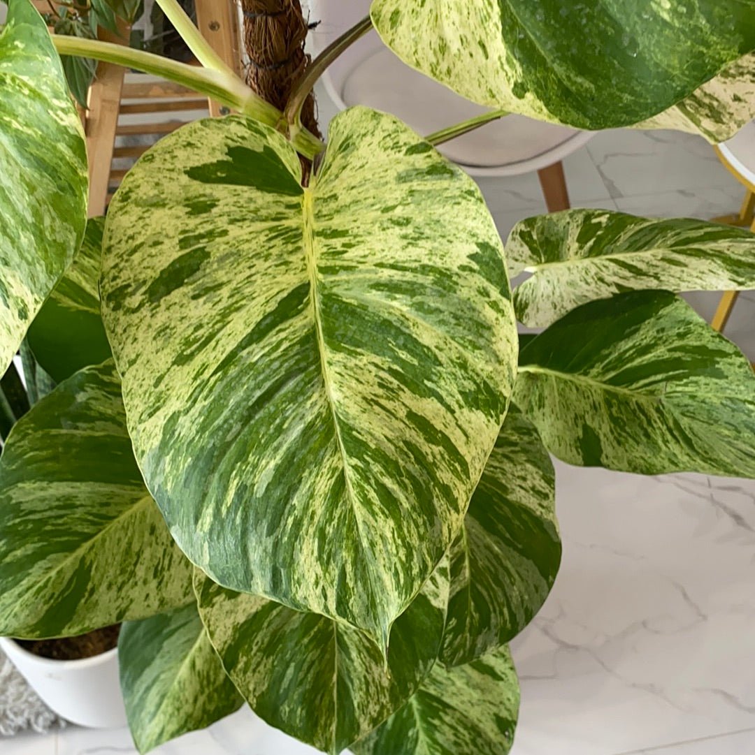 massive pothos Trailing Giant Marble Pothos – Pots For Plants