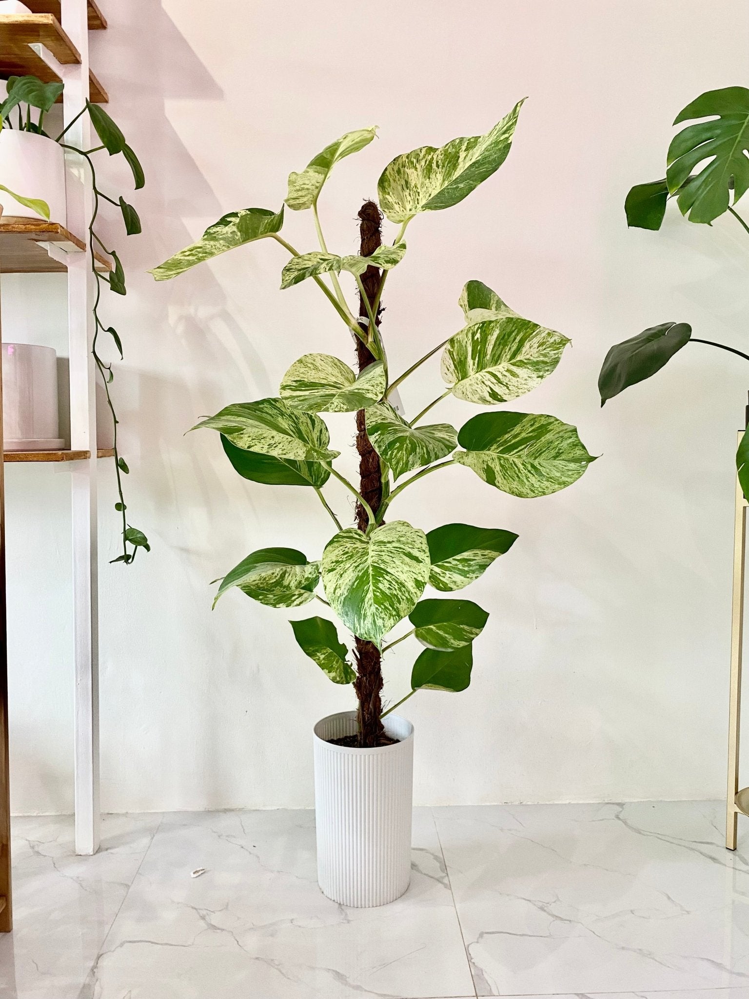 big marble queen pothos Trailing Giant Marble Pothos – Pots For Plants