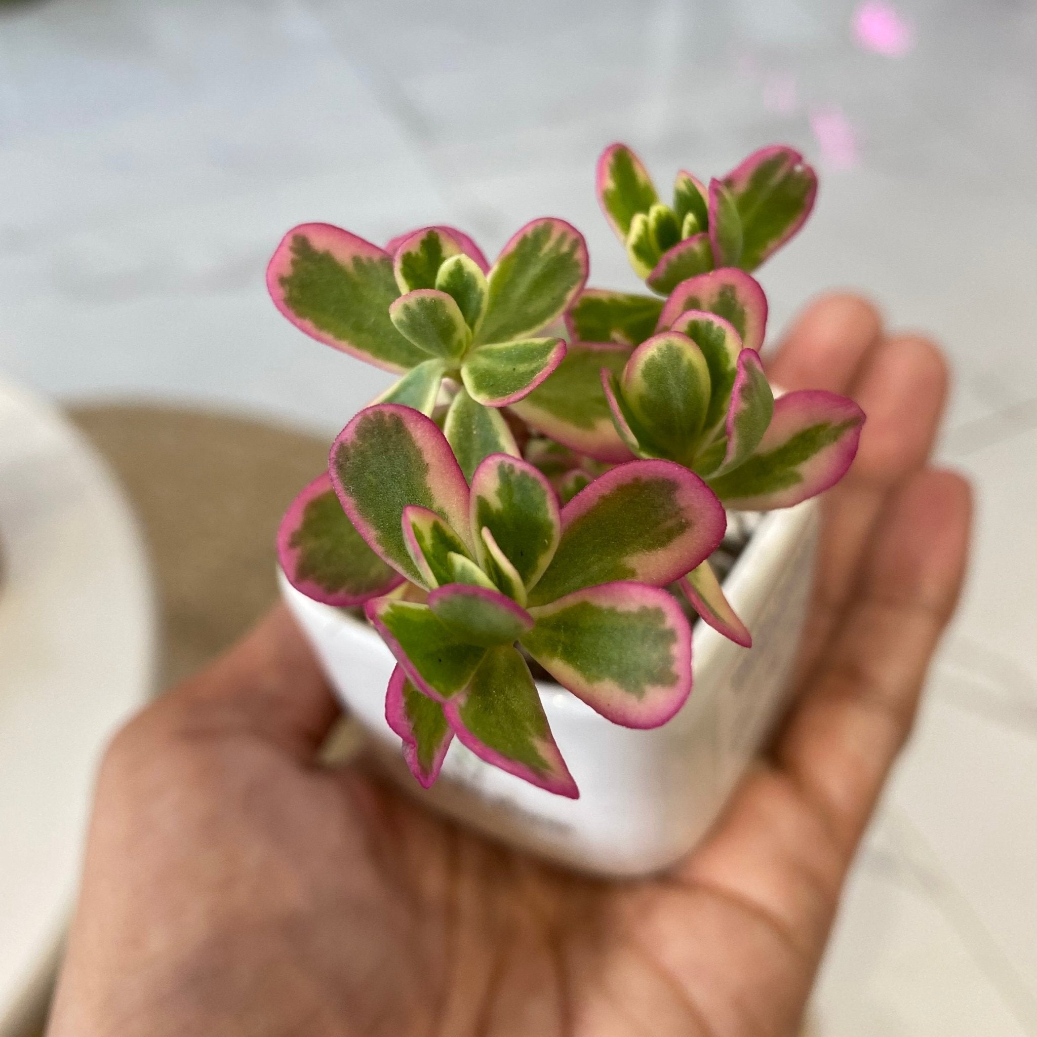 is portulaca a succulent Tricolor Portulaca (Portulaca 'Hana Misteria') Succulent – Pots For Plants