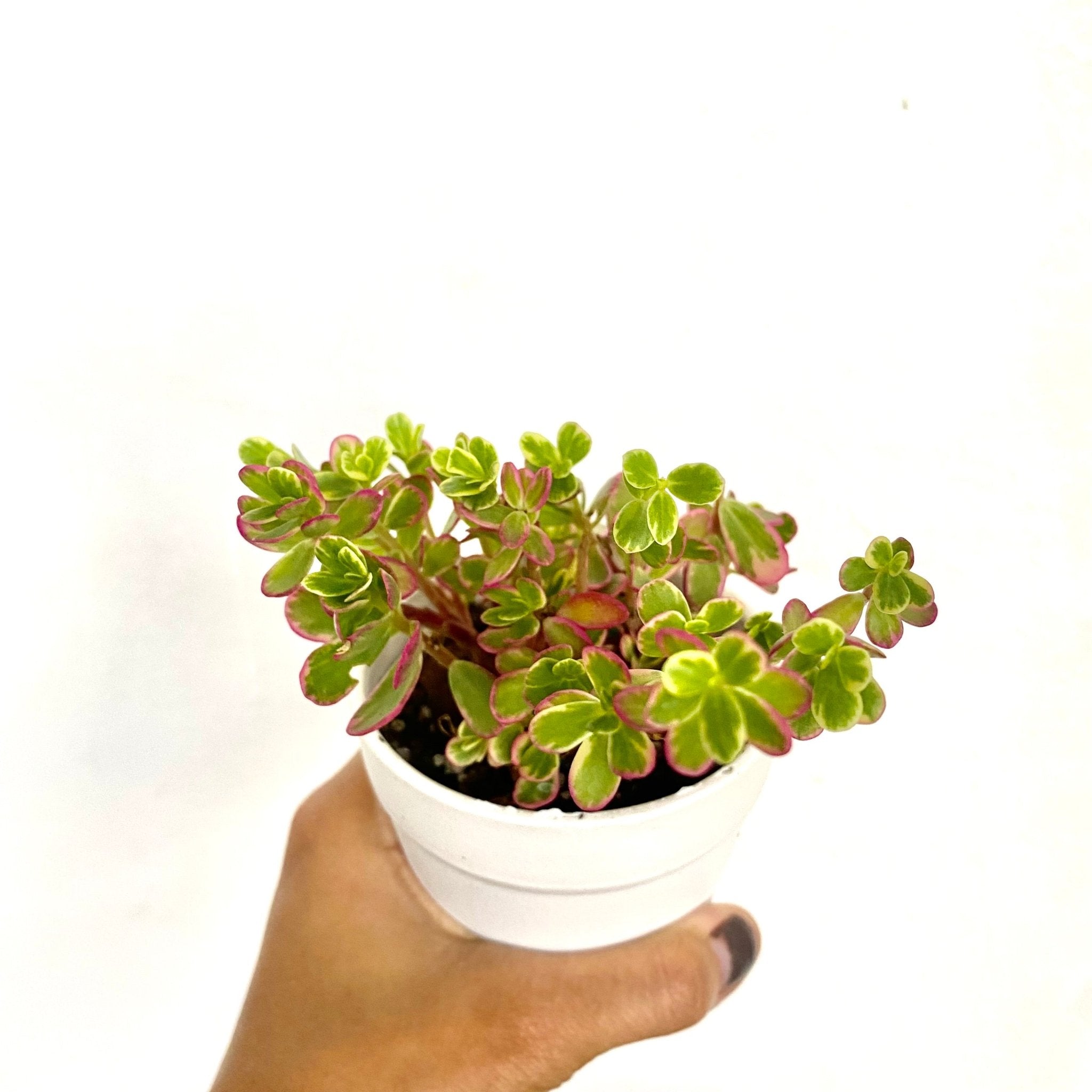 Tricolor Portulaca (Portulaca 'Hana Misteria') Succulent - Pots For Plants