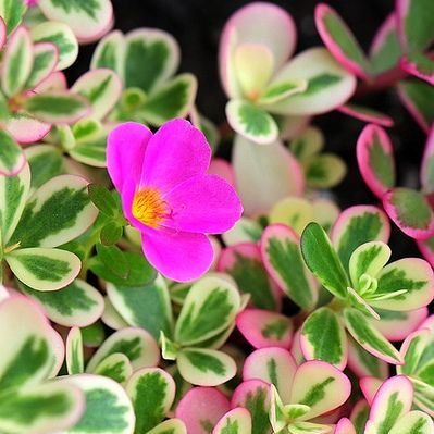 variegated portulaca succulent Tricolor Portulaca (Portulaca 'Hana Misteria') Succulent – Pots For Plants