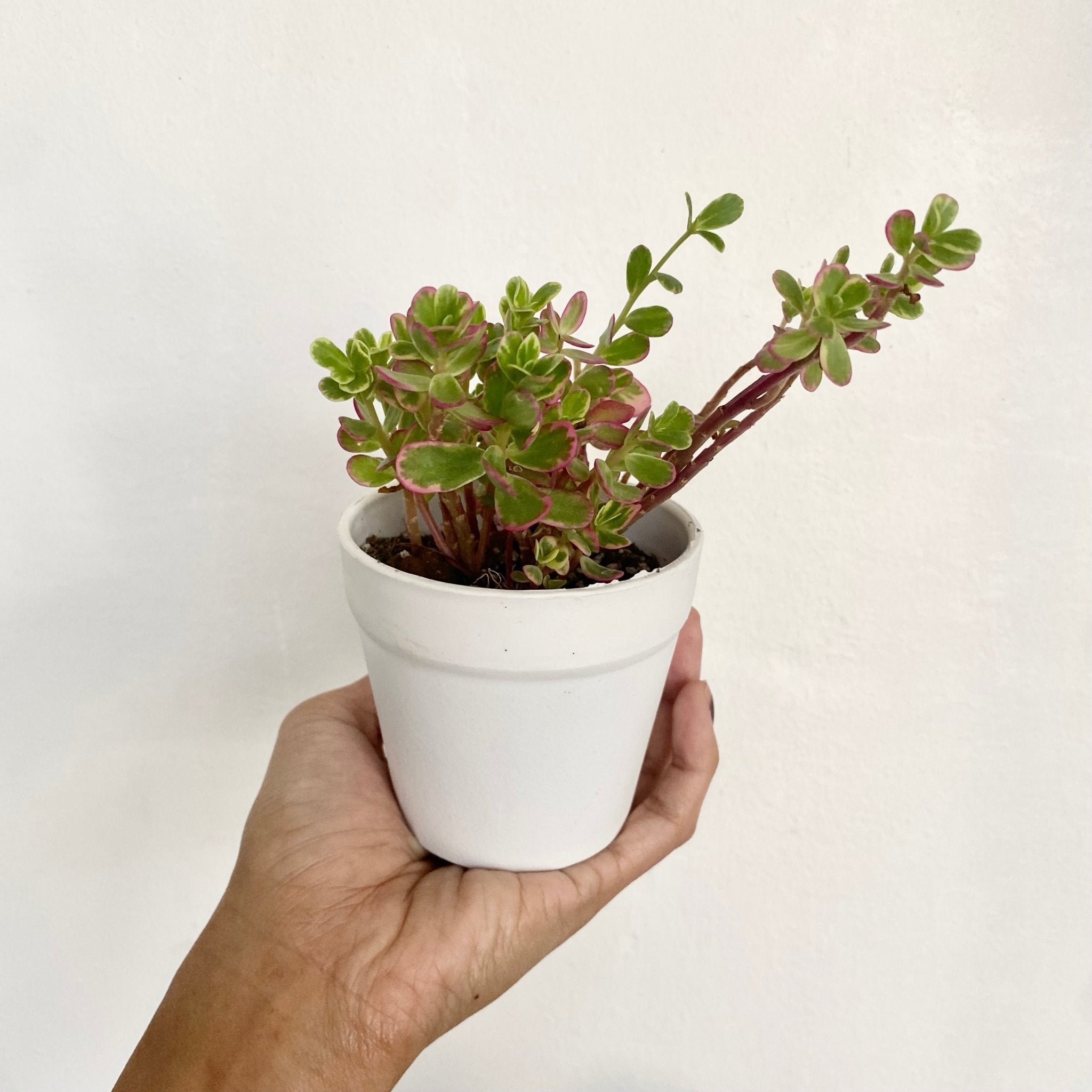 Tricolor Portulaca (Portulaca 'Hana Misteria') Succulent - Pots For Plants