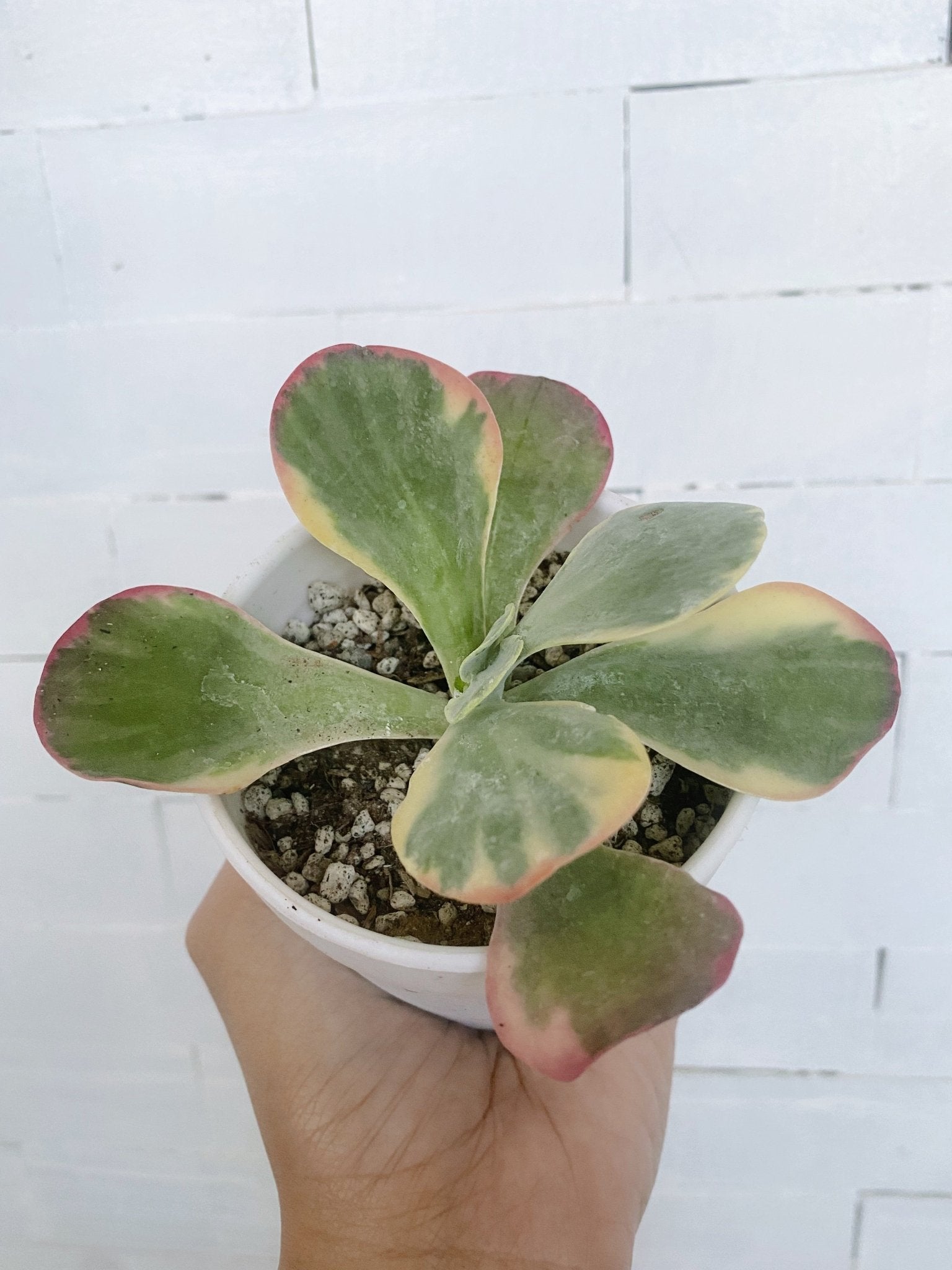 variegated flapjack succulent Variegated Flap Jack Succulent (Kalanchoe luciae) – Pots For Plants