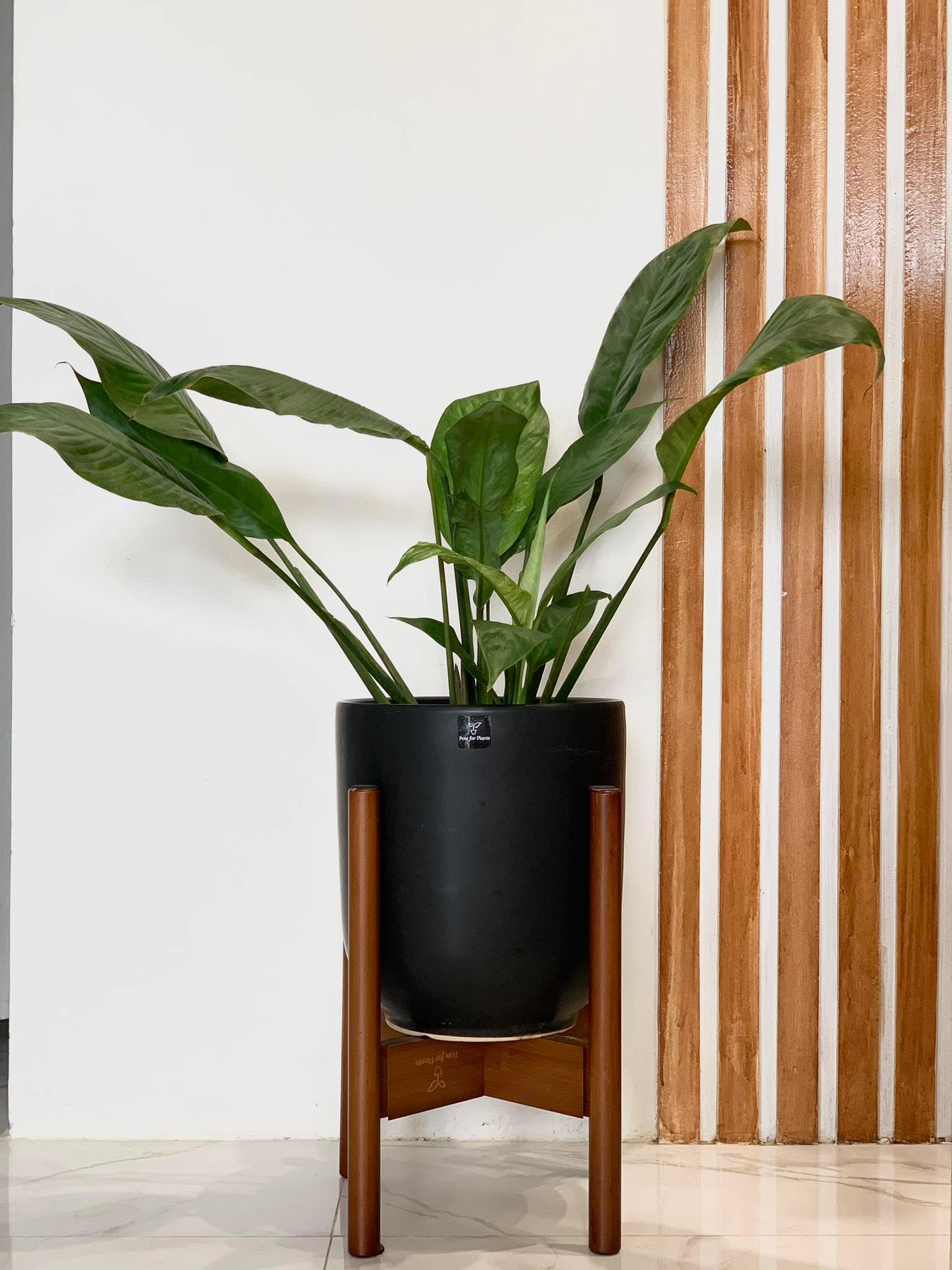 peace lily plant price philippines Variegated 'Peace Lily' – Pots For Plants
