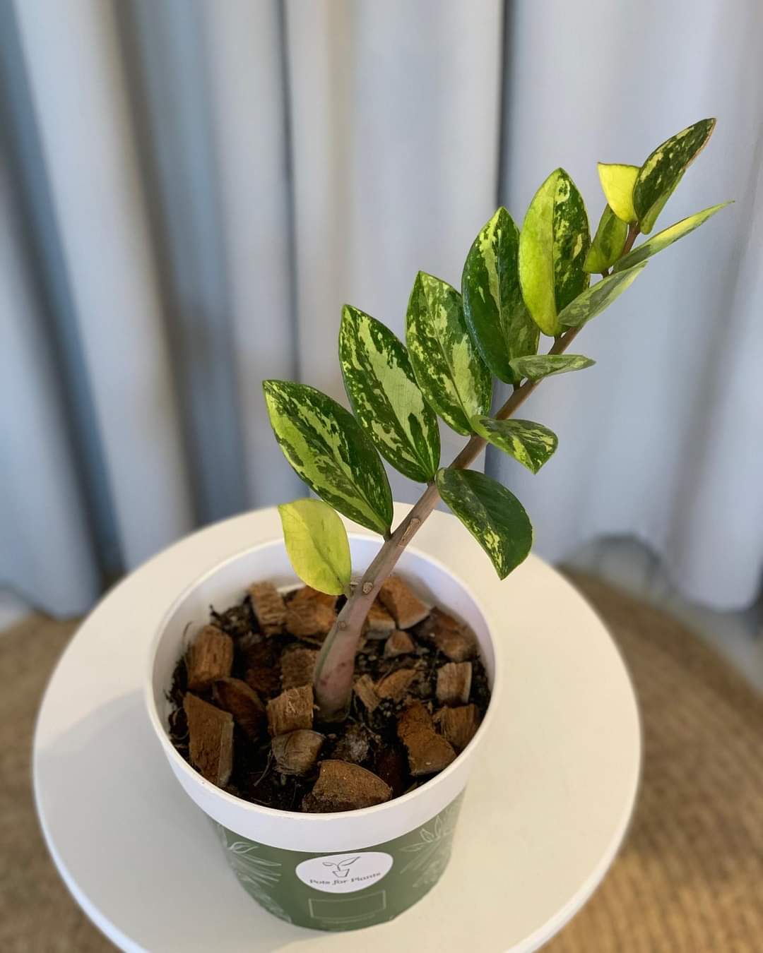 zz plant price philippines Variegated ZZ Plant – Pots For Plants